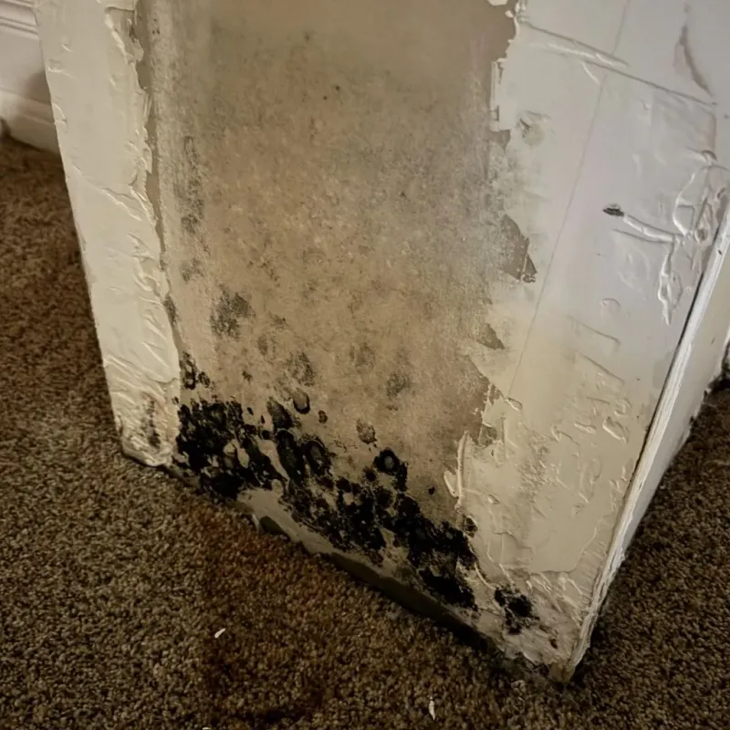 Professional Mold Removal in Sterling, CO